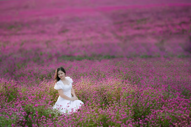 Đẹp ngỡ ngàng cánh đồng hoa bách nhật nở rộ như trời Âu giữa lòng Hà Nội