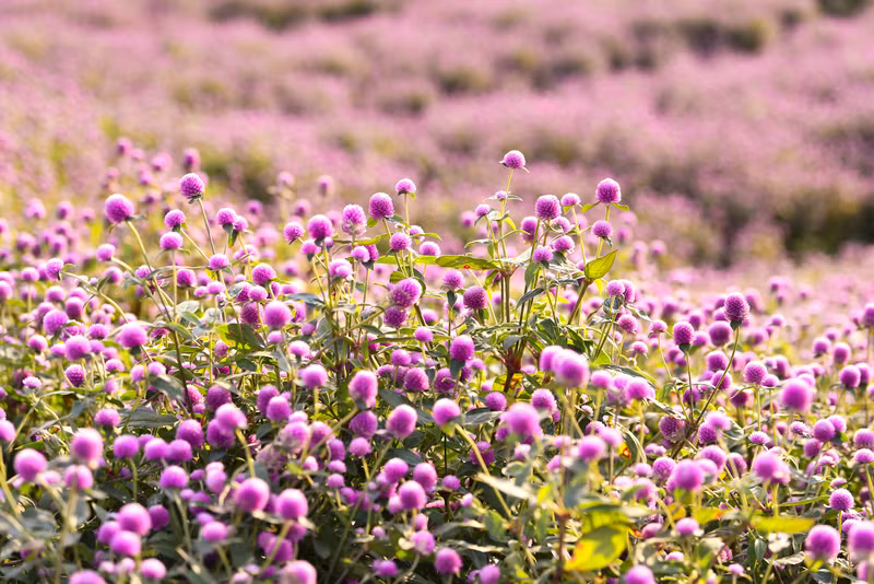 Đẹp ngỡ ngàng cánh đồng hoa bách nhật nở rộ như trời Âu giữa lòng Hà Nội