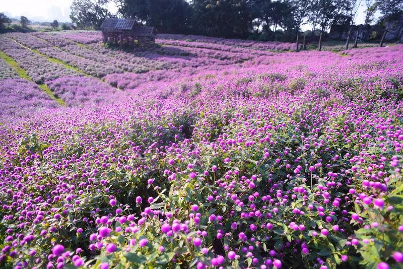 Đẹp ngỡ ngàng cánh đồng hoa bách nhật nở rộ như trời Âu giữa lòng Hà Nội