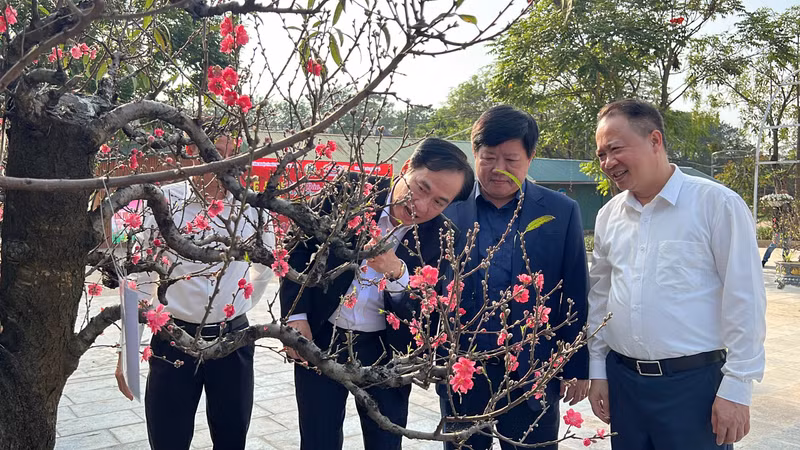 29 nghệ nhân làng Nhật Tân lần đầu tiên thi hoa đào truyền thống