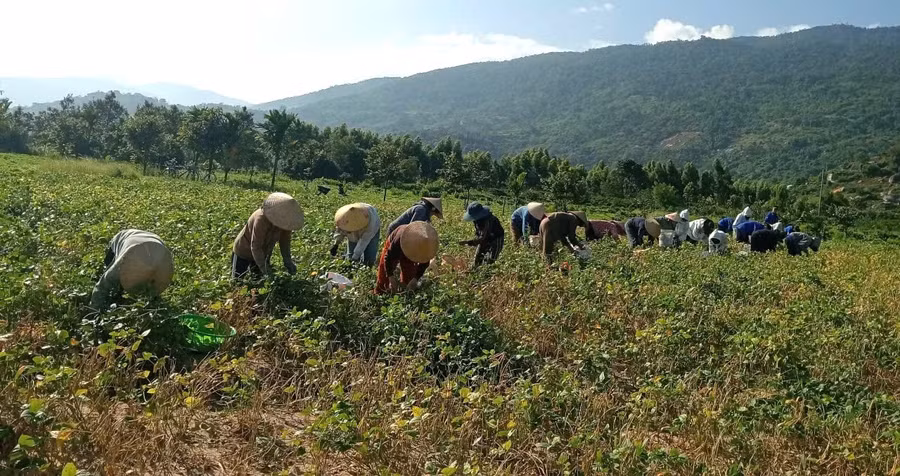 Người dân thôn 8, xã Hòa Sơn thu hoạch đậu giúp gia đình anh Cung. (Ảnh: HS)