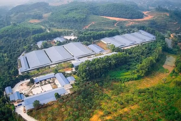 Trang trại chăn nuôi lợn của Công ty TNHH Hồng Dương.