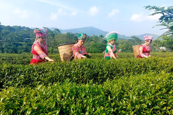 Đồng bào dân tộc Mông thôn Mỹ Hoa thu hái chè. Ảnh: Bàn Thanh