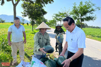 Nông dân ở Nghệ An 'đội nắng' thu hoạch dưa lê