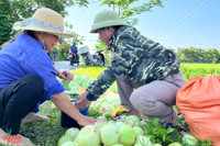 Nông dân ở Nghệ An 'đội nắng' thu hoạch dưa lê