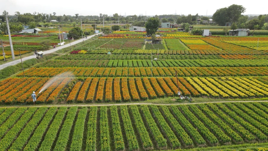 Làng hoa Tân Ba những ngày giáp Tết.