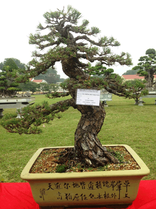 cây cảnh, Tết Nguyên đán