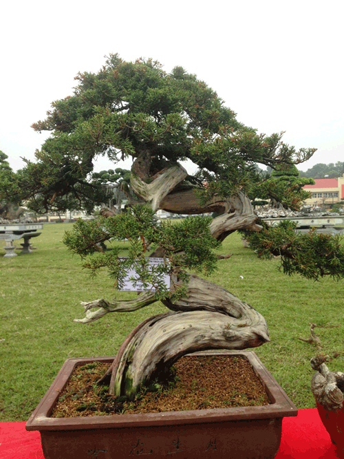 Cây cảnh ngàn đô Việt Nam đọ dáng "siêu cây" quốc tế