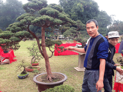 cây cảnh, Tết Nguyên đán