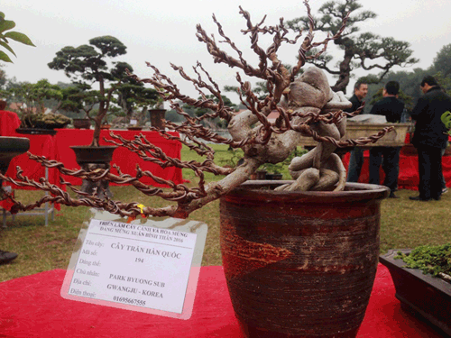 cây cảnh, Tết Nguyên đán