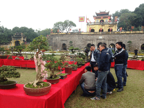 cây cảnh, Tết Nguyên đán