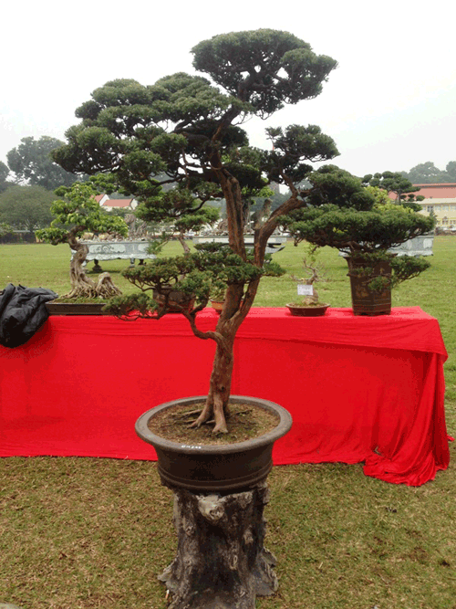 cây cảnh, Tết Nguyên đán