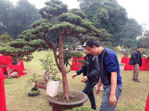 cây cảnh, Tết Nguyên đán
