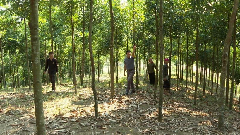 Diện tích trồng quế của anh Tao Văn Hung sinh trưởng và phát triển tốt. Giảm nghèo bền vững cho đồng bào dân tộc thiểu số ở Lùng Thàng ảnh 1