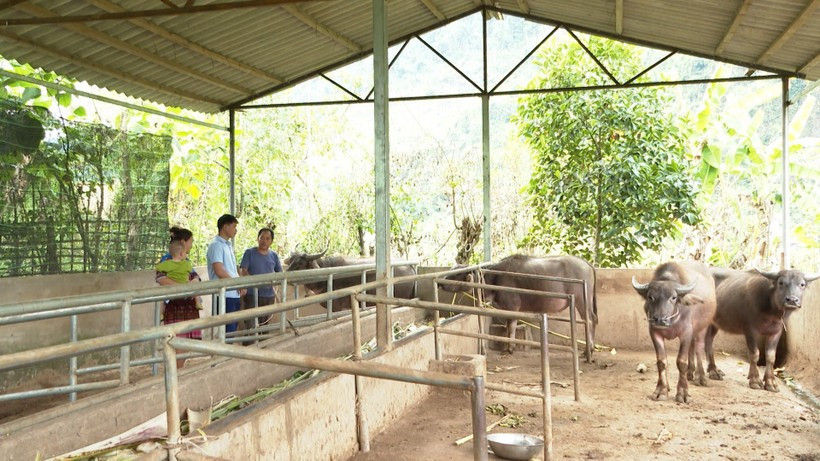 Người dân chủ động chuyển đổi cơ cấu cây trồng, vật nuôi để phát triển kinh tế. Giảm nghèo bền vững cho đồng bào dân tộc thiểu số ở Lùng Thàng ảnh 3
