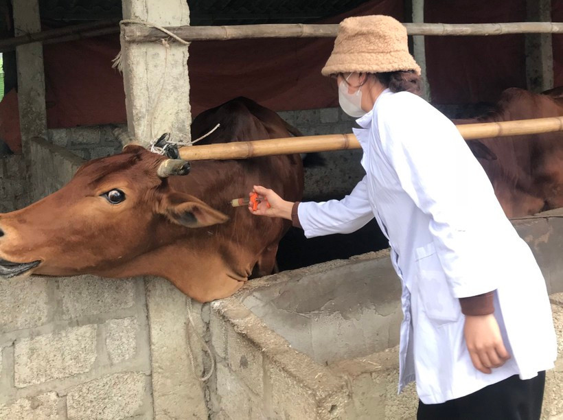 Xèn Thị Bơn trong một lần đi thực tập nghiên cứu khoa học tại cơ sở. Học giỏi để làm giàu quê hương của nữ sinh người Nùng ảnh 3