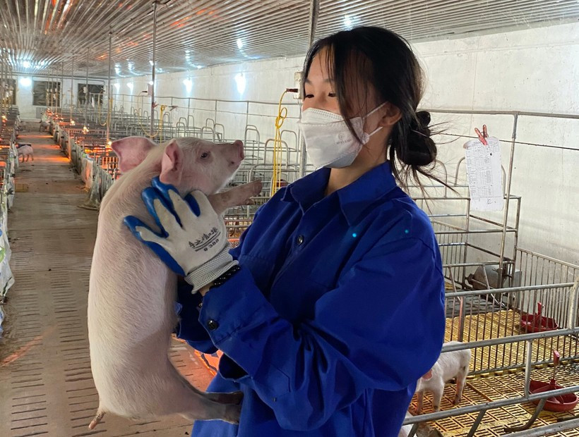 Tình yêu đối với chăn nuôi, thú y của cô sinh viên năm 3 Xèn Thị Bơn Học giỏi để làm giàu quê hương của nữ sinh người Nùng ảnh 1