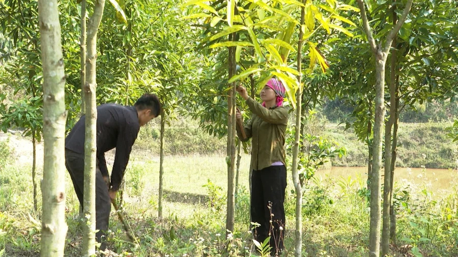 Giảm nghèo bền vững cho đồng bào dân tộc thiểu số ở Lùng Thàng