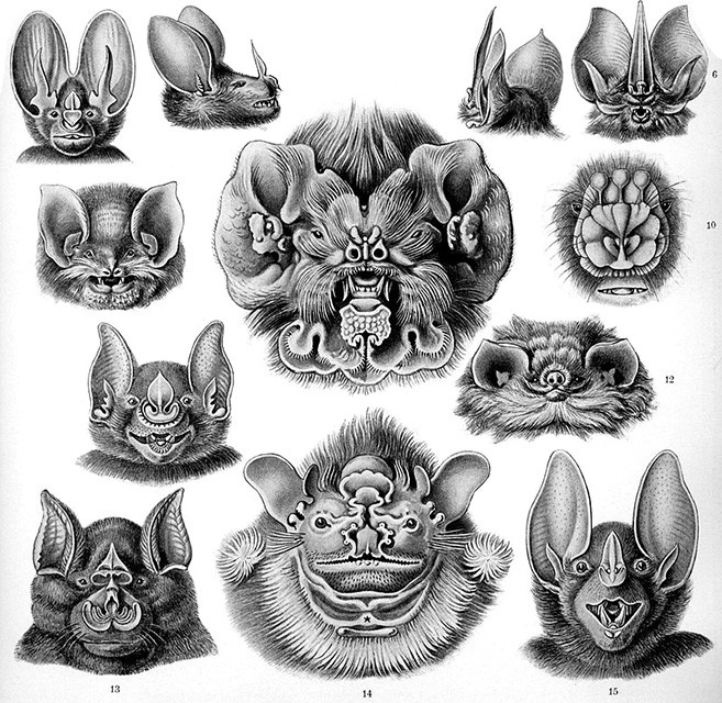 Một số loài dơi do triết gia và nhà sinh học Đức Ernst Haeckel vẽ tả thực năm 1904