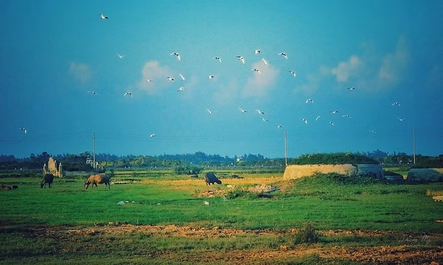 Cánh đồng làng yên bình