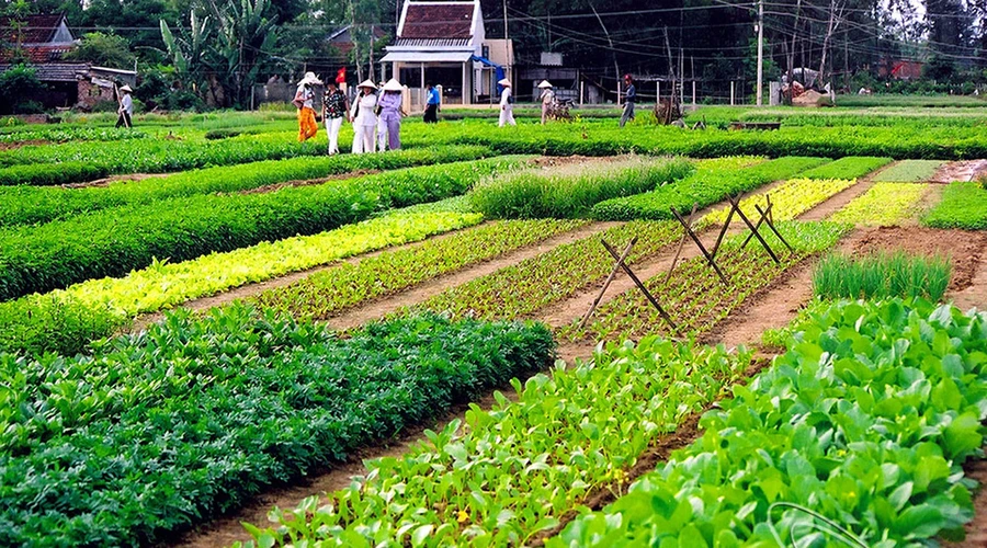 Vụ rau Tết đòi hỏi phải xen canh nhiều loại rau mùi, rau sam, rau thơm