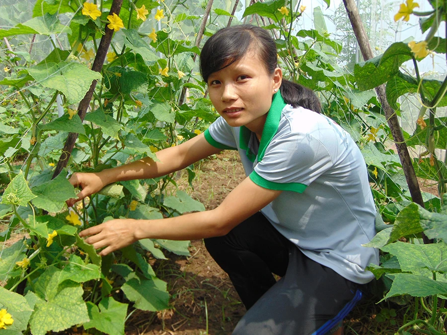 Thanh Mỹ bên góc vườn rau sạch