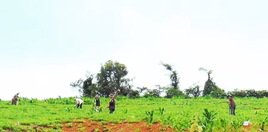 Màu xanh no ấm ở Klũh