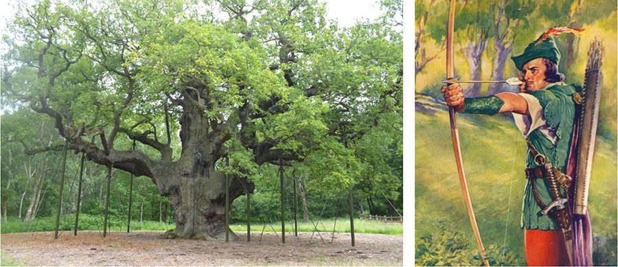 Cây sồi Major Oak 1.000 tuổi của rừng Sherwood và nhân vật anh hùng Robin Hood
