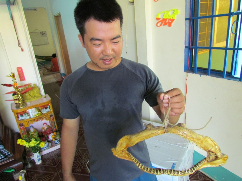 Một chiếc hàm cá mập