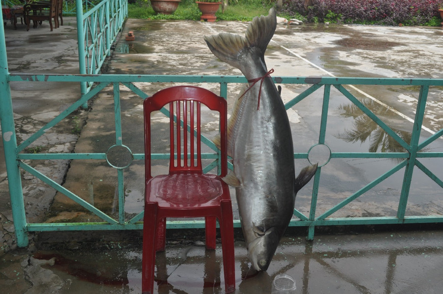 Một con cá tra nặng chừng 15 ký lô ở sông Vàm Cỏ Tây