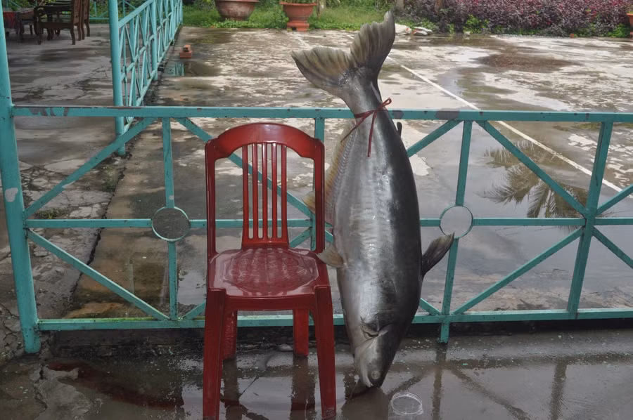 Một con cá tra nặng chừng 15 ký lô ở sông Vàm Cỏ Tây