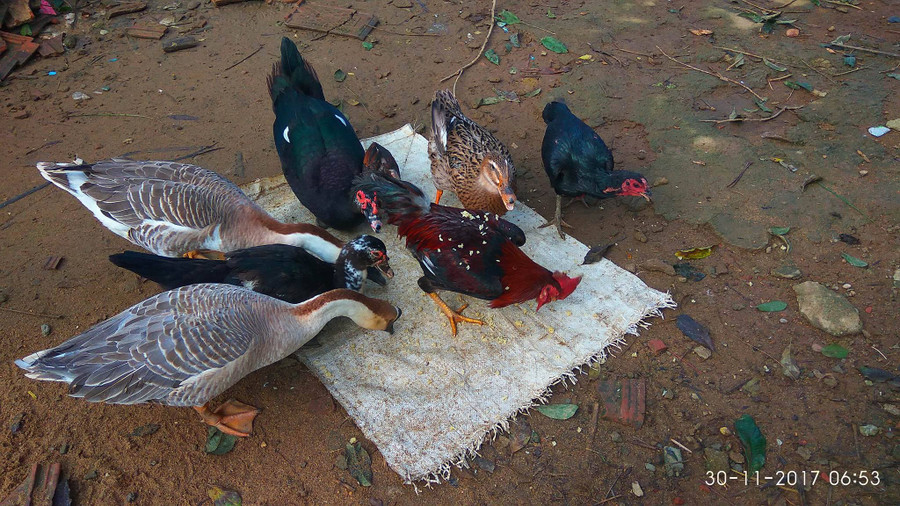 Các loài gia cầm nuôi thả tự nhiên Các loài gia cầm nuôi thả tự nhiên