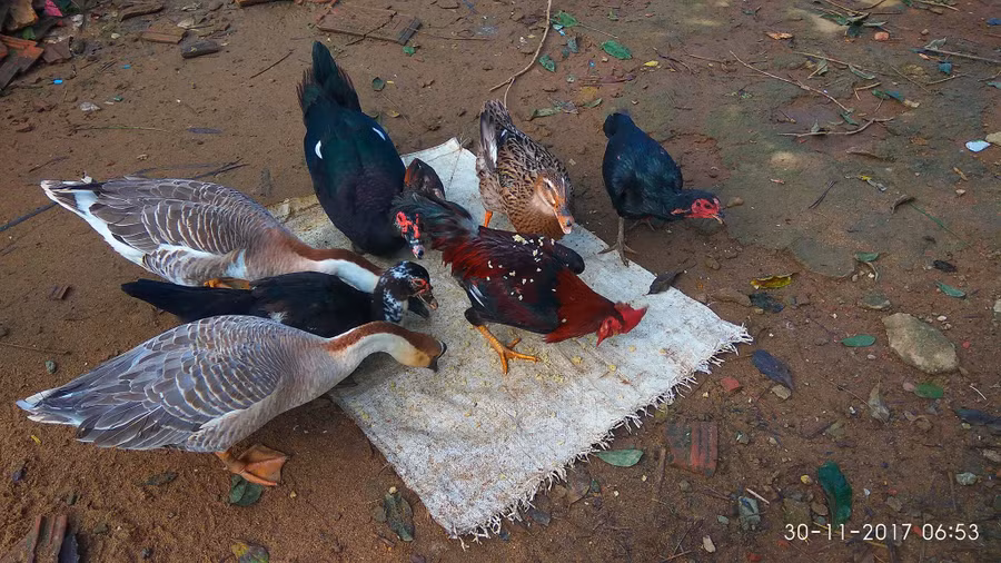 Các loài gia cầm nuôi thả tự nhiên