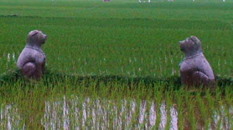 Chó đá được thờ ở cánh đồng Chó đá được thờ ở cánh đồng