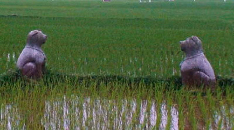 Chó đá được thờ ở cánh đồng