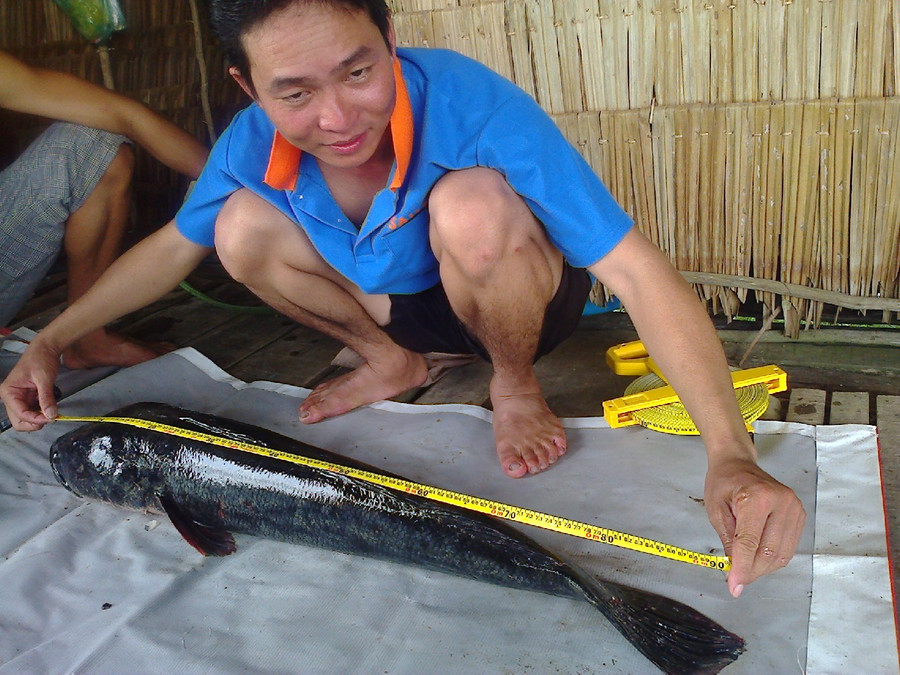 Cá lóc khủng dài gần 1 mét