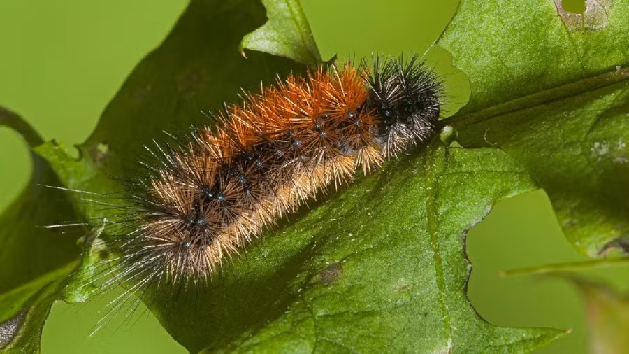 Sâu bướm hổ gỗ bị đổi màu vì lạm dụng chất iridoid glycosides trong lá cây Plantago lanceolata
