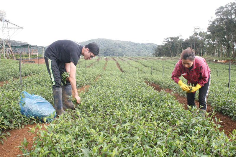 Rau rừng Măng Đen với đặc trưng lá dày, đậm màu, ngon giòn nên được khách hàng ưa chuộng Rau rừng Măng Đen với đặc trưng lá dày, đậm màu, ngon giòn nên được khách hàng ưa chuộng