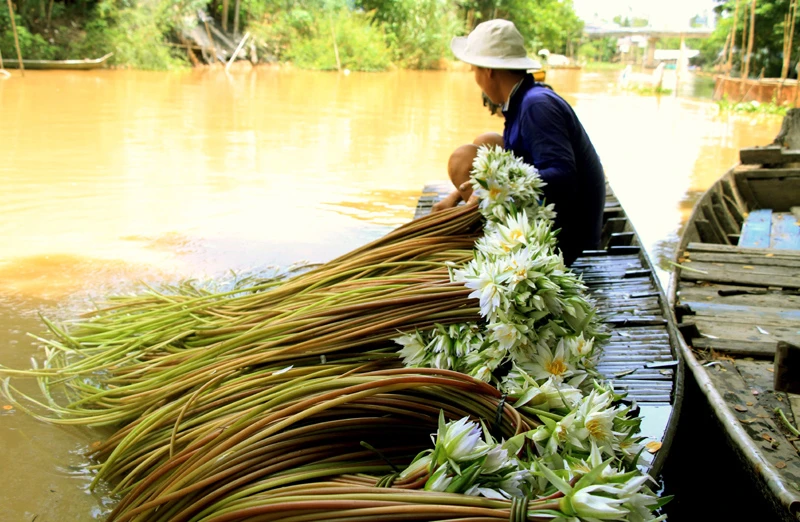 Hái súng ma trên đồng hoang