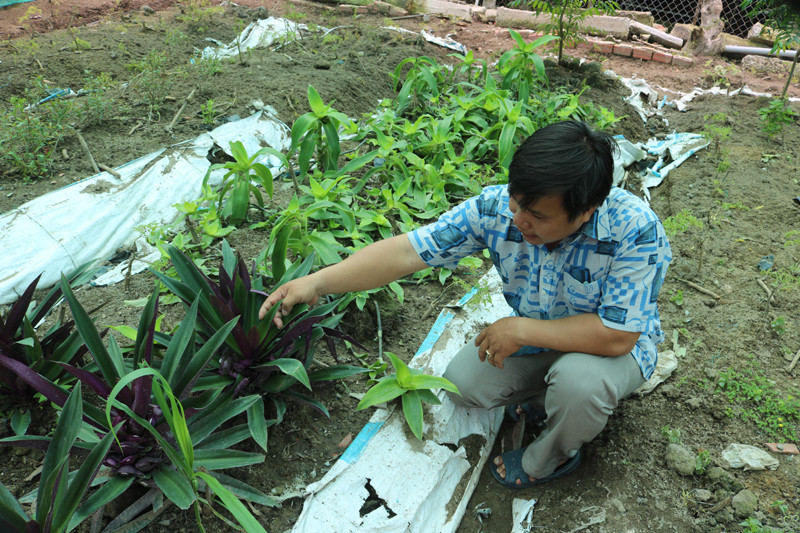 Vườn thuốc Nam dùng để trị bệnh cho heo