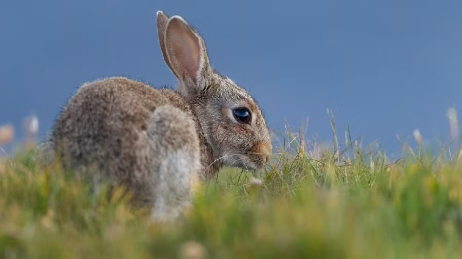 Thỏ rừng ăn phân của nó để hấp thụ nốt lượng dinh dưỡng còn sót lại trong phân