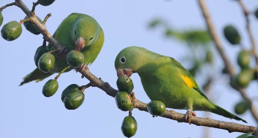 Vẹt đuôi dài màu vàng ăn đất ụ mối để trung hòa độc tố từ thực vật
