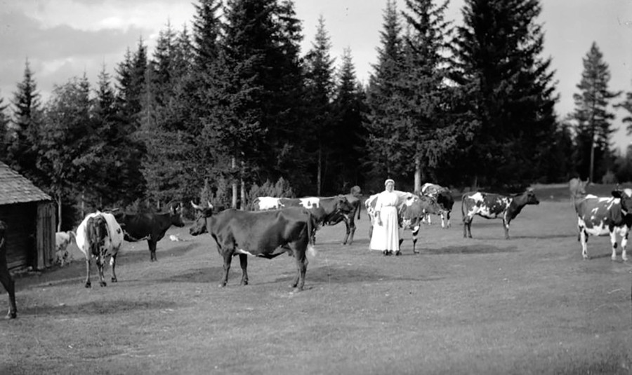 Các thôn nữ đón bò vào fabod.