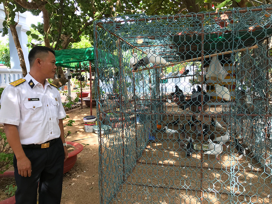 Bồ câu từ đất liền được nuôi nấng cẩn thận Bồ câu từ đất liền được nuôi nấng cẩn thận