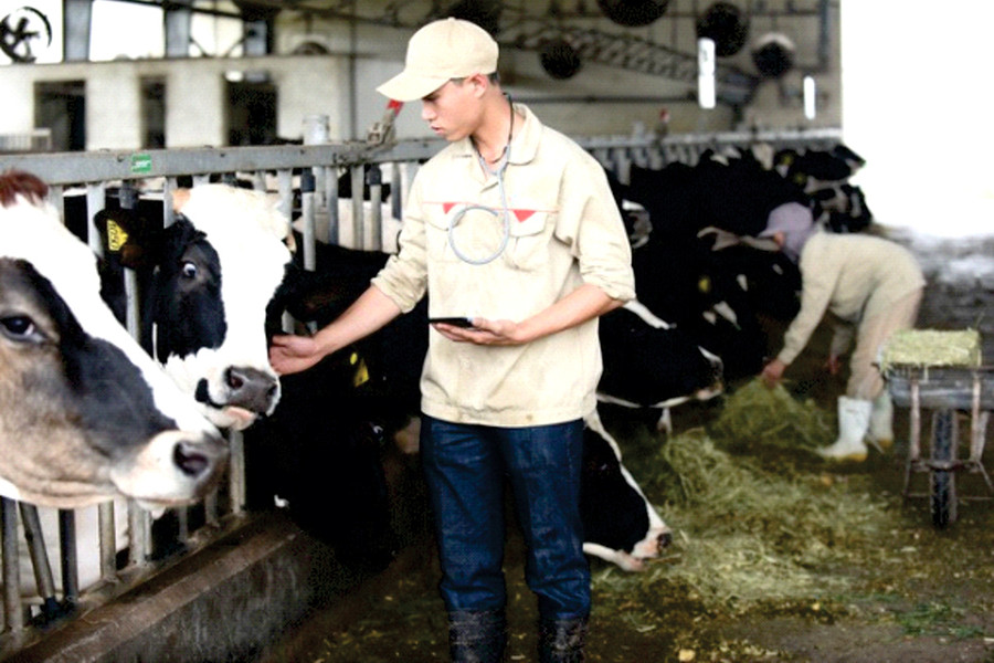 Ứng dụng My Dairy farm giúp số hóa chính xác dữ liệu trong quá trình chăm sóc đàn bò