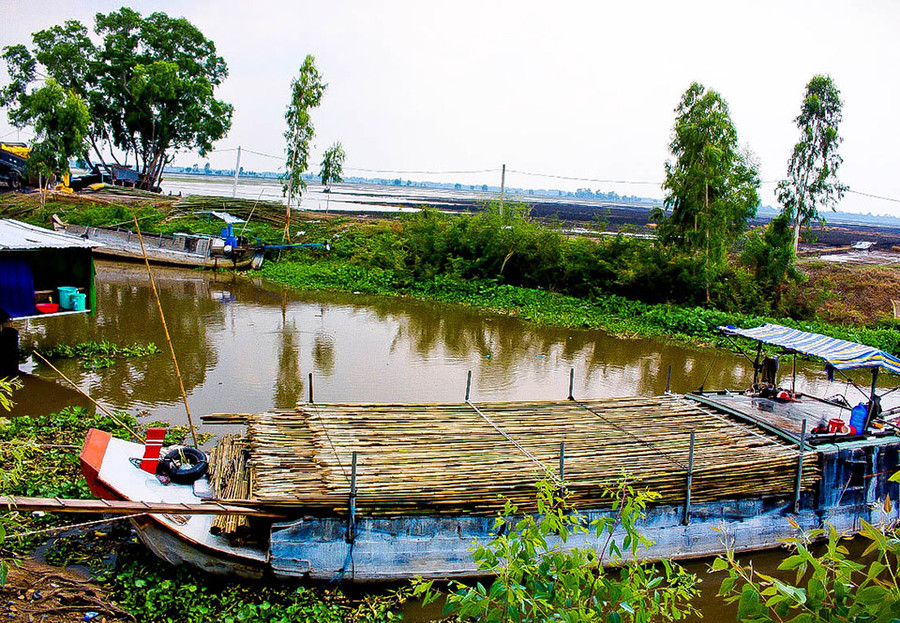 Tầm vông được chở đi tiêu thụ. Tầm vông được chở đi tiêu thụ.
