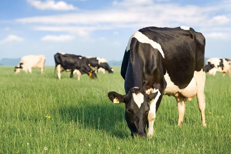 Một trang trại bò sữa organic tiêu chuẩn Hà Lan: đàn bò phải được chăn thả tự do “vui chơi” 6 giờ/ngày.