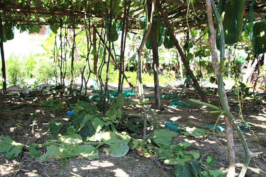 Sau khi thu hoạch trái, người dân sẽ thu hoạch nước hứng từ dây bí đao