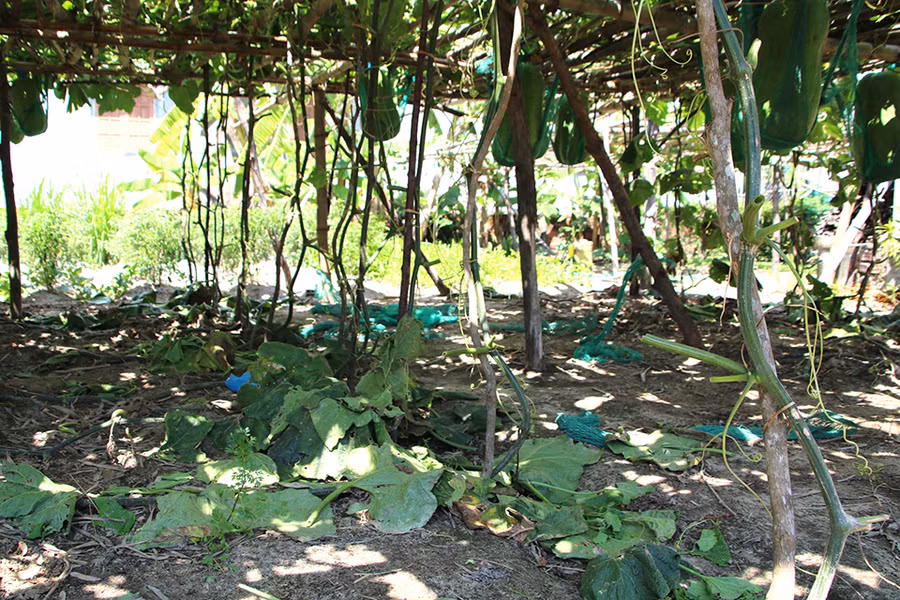 Sau khi thu hoạch trái, người dân sẽ thu hoạch nước hứng từ dây bí đao