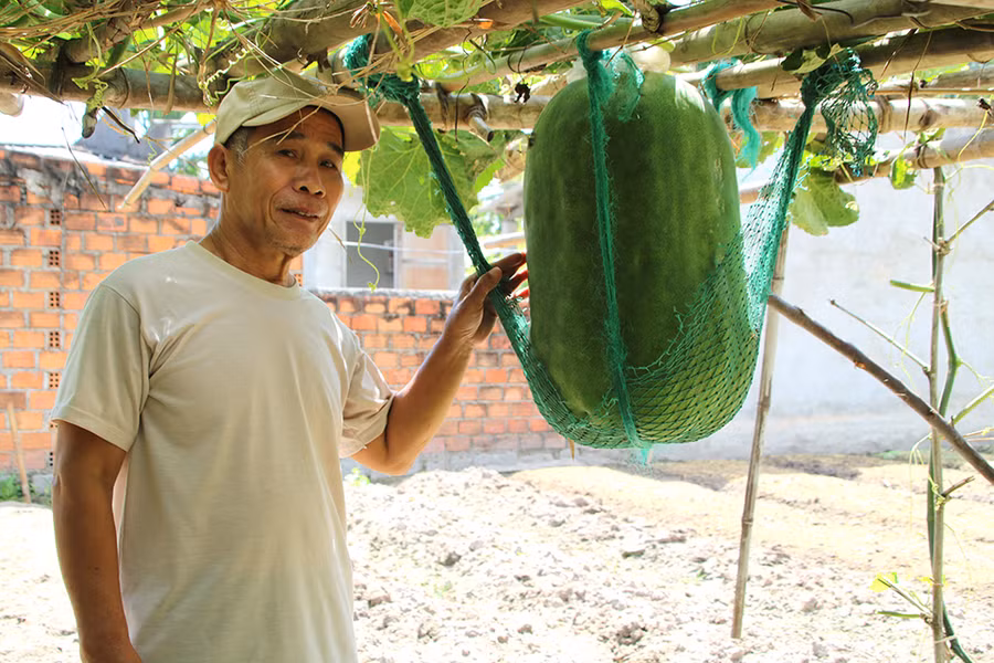 Ông Ngôn bên trái bí đao khổng lồ